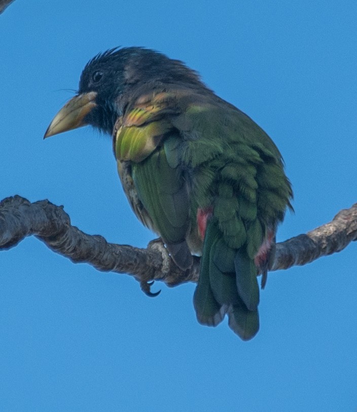 Great Barbet - ML646668879