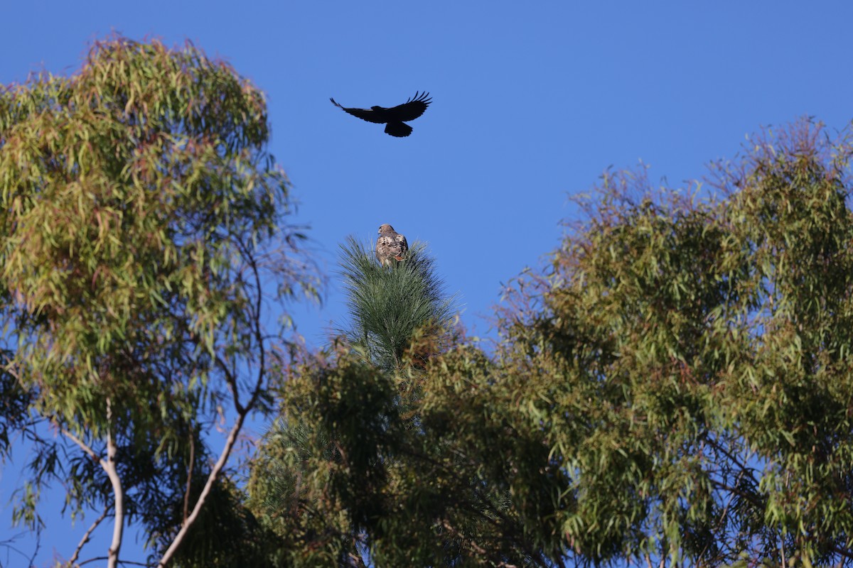 Red-tailed Hawk - ML646668885