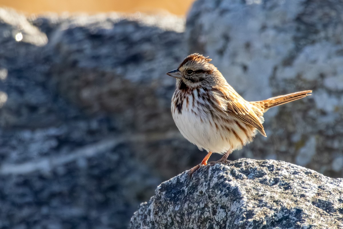 Song Sparrow - ML646668888