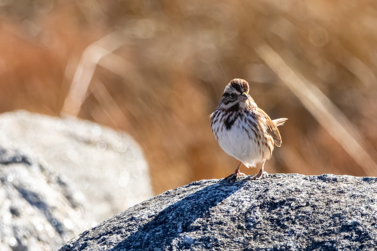 Song Sparrow - ML646668889