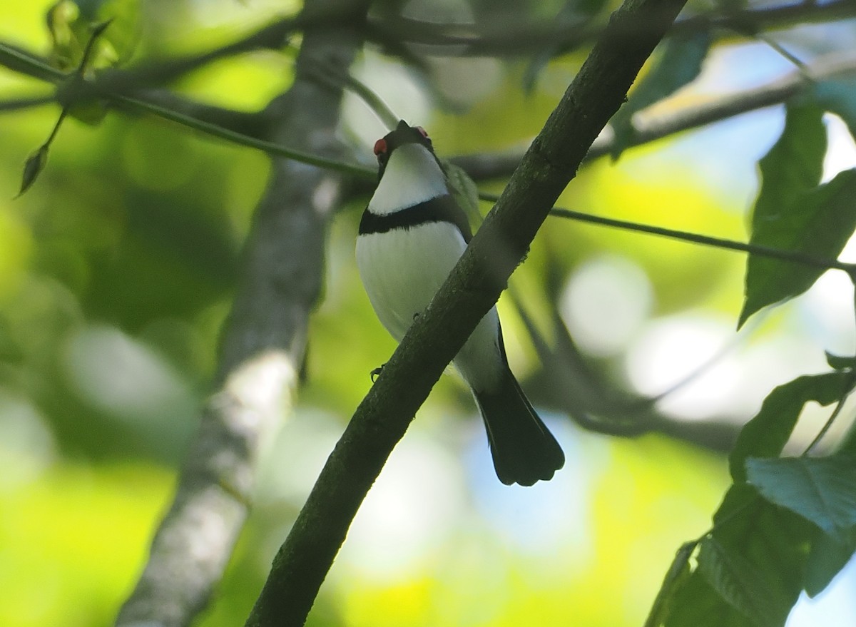 Black-throated Wattle-eye - ML646668890