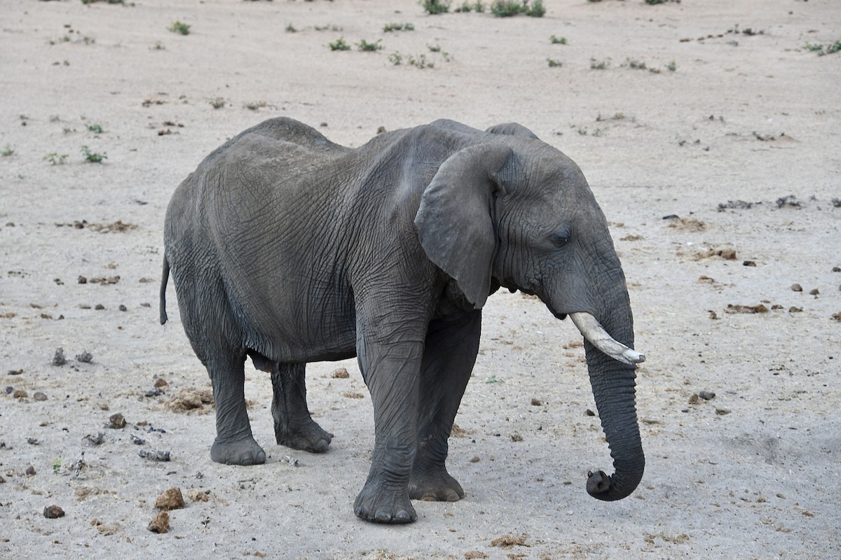 African Elephants - ML646668892