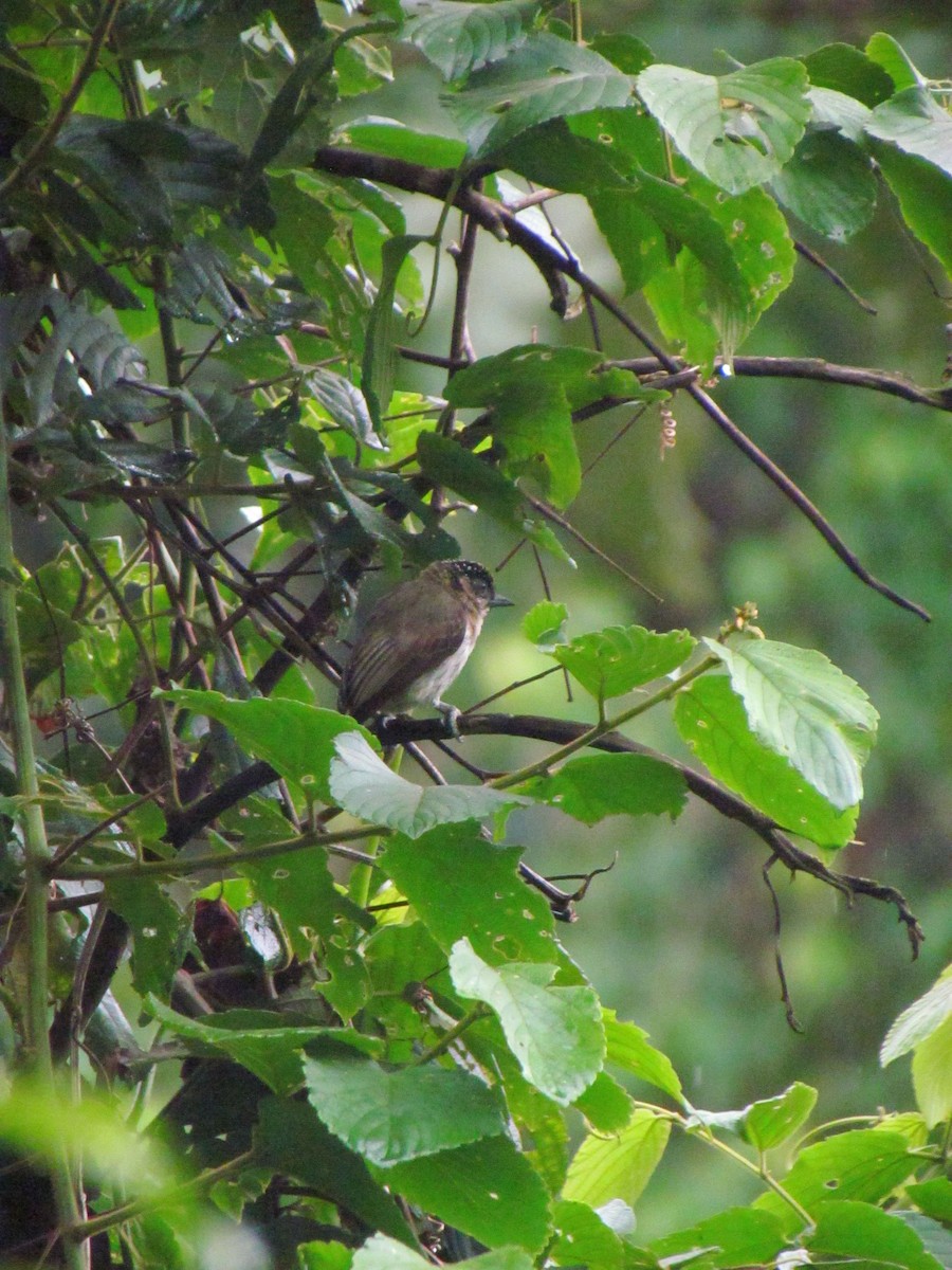 Grayish Piculet - ML646668893