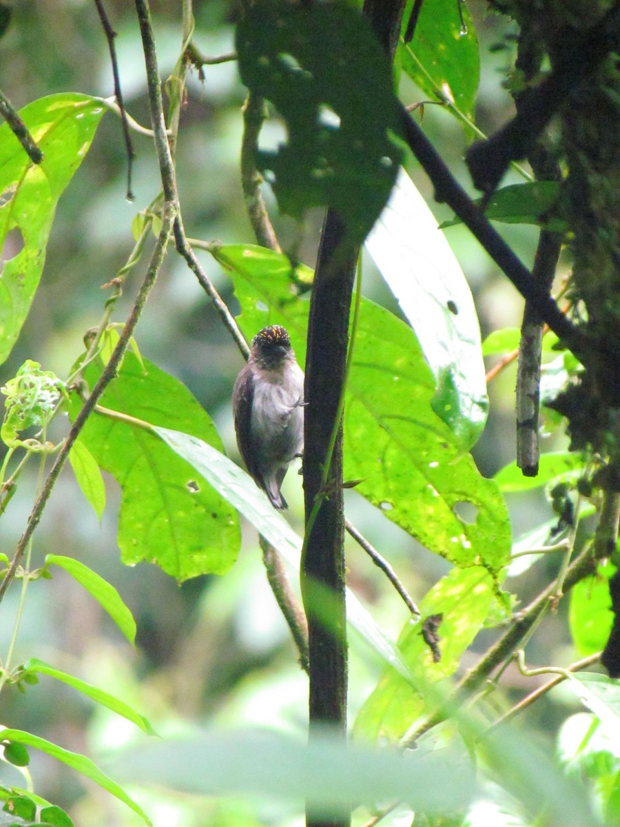 Grayish Piculet - ML646668894