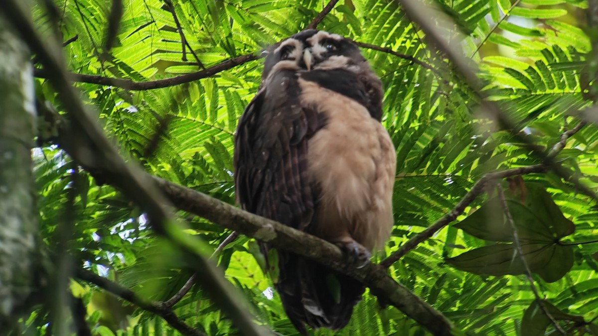 Lechuzón de Anteojos - ML646668895