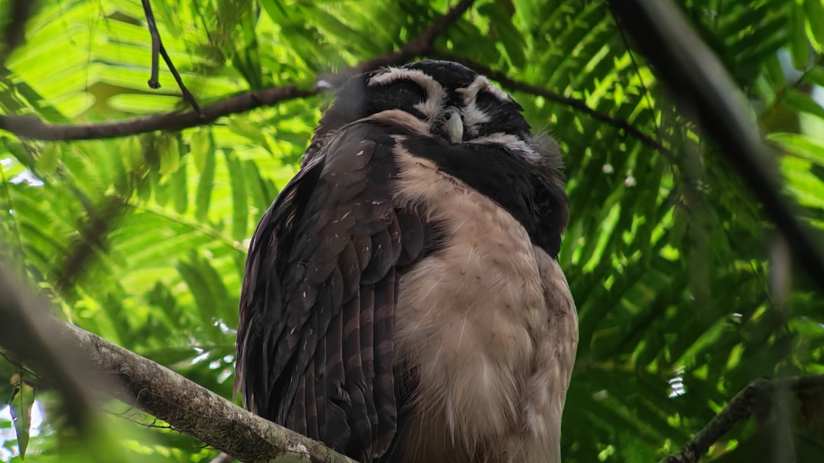 Lechuzón de Anteojos - ML646668896