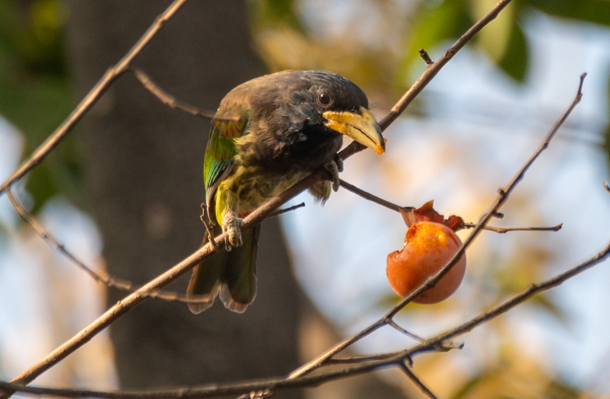 Great Barbet - ML646668901