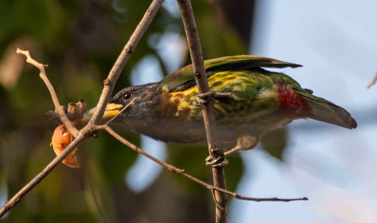 Great Barbet - ML646668902