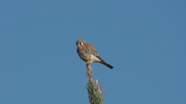 Cernícalo Americano - ML646668904