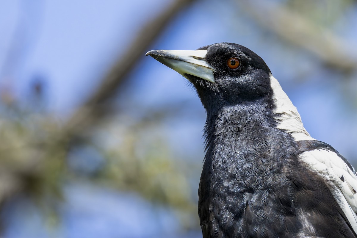 Australian Magpie - ML646668905