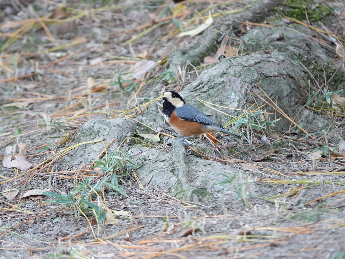 Varied Tit - ML646668906