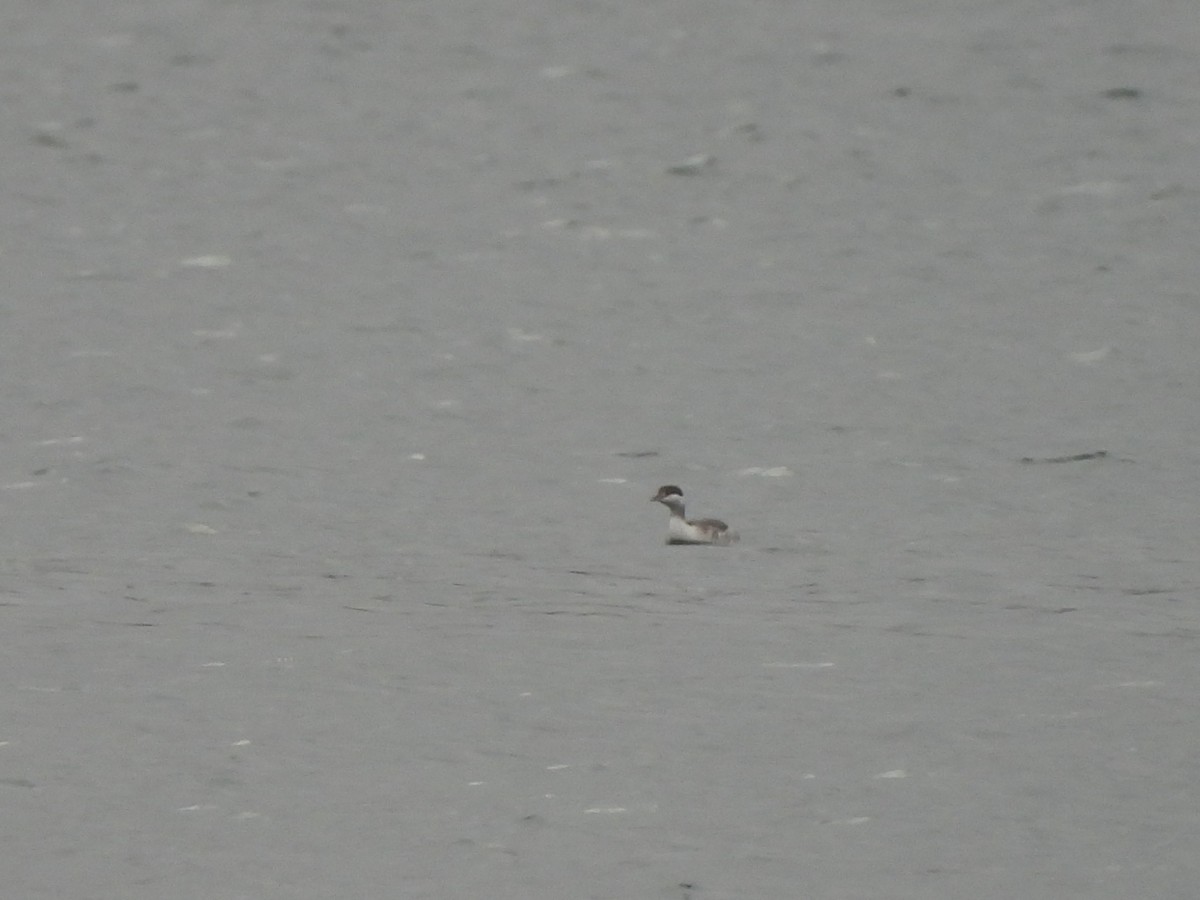 Horned Grebe - ML646668907