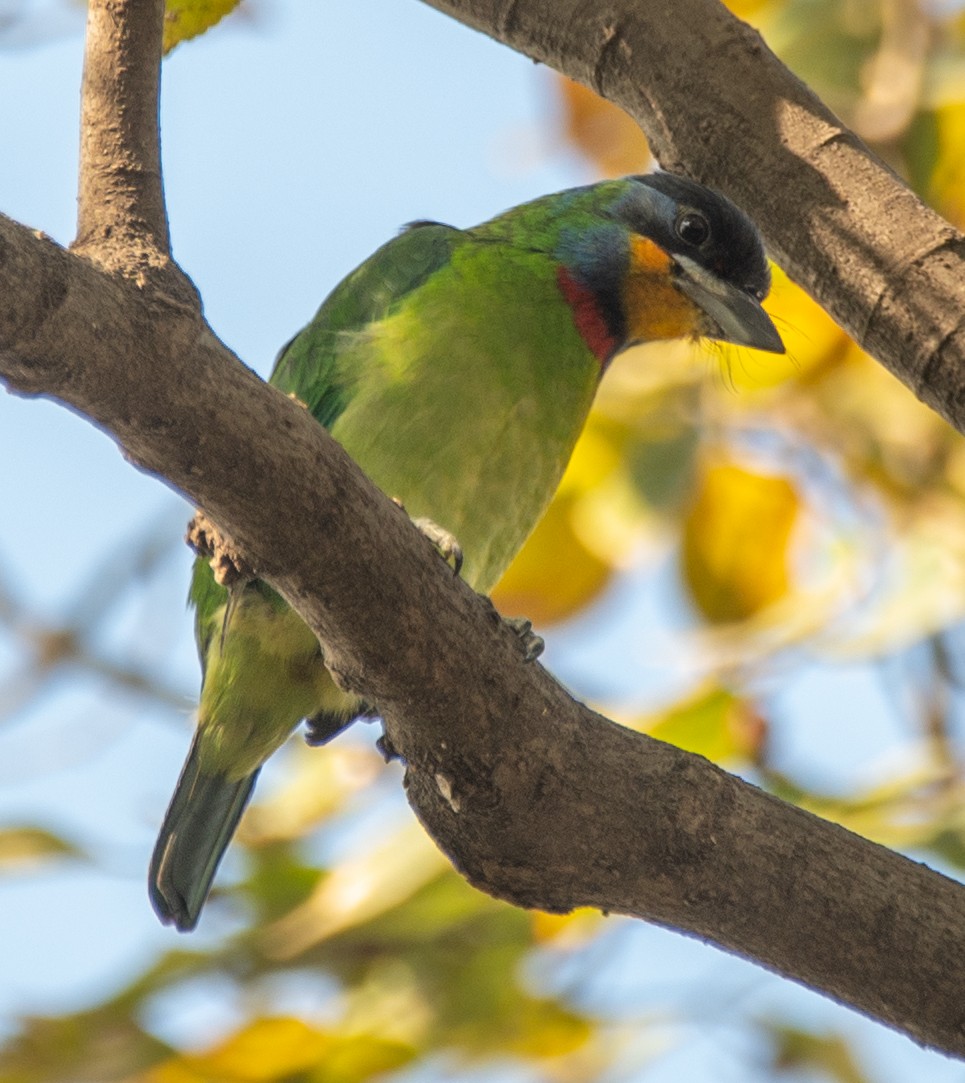 Chinese Barbet - ML646668908