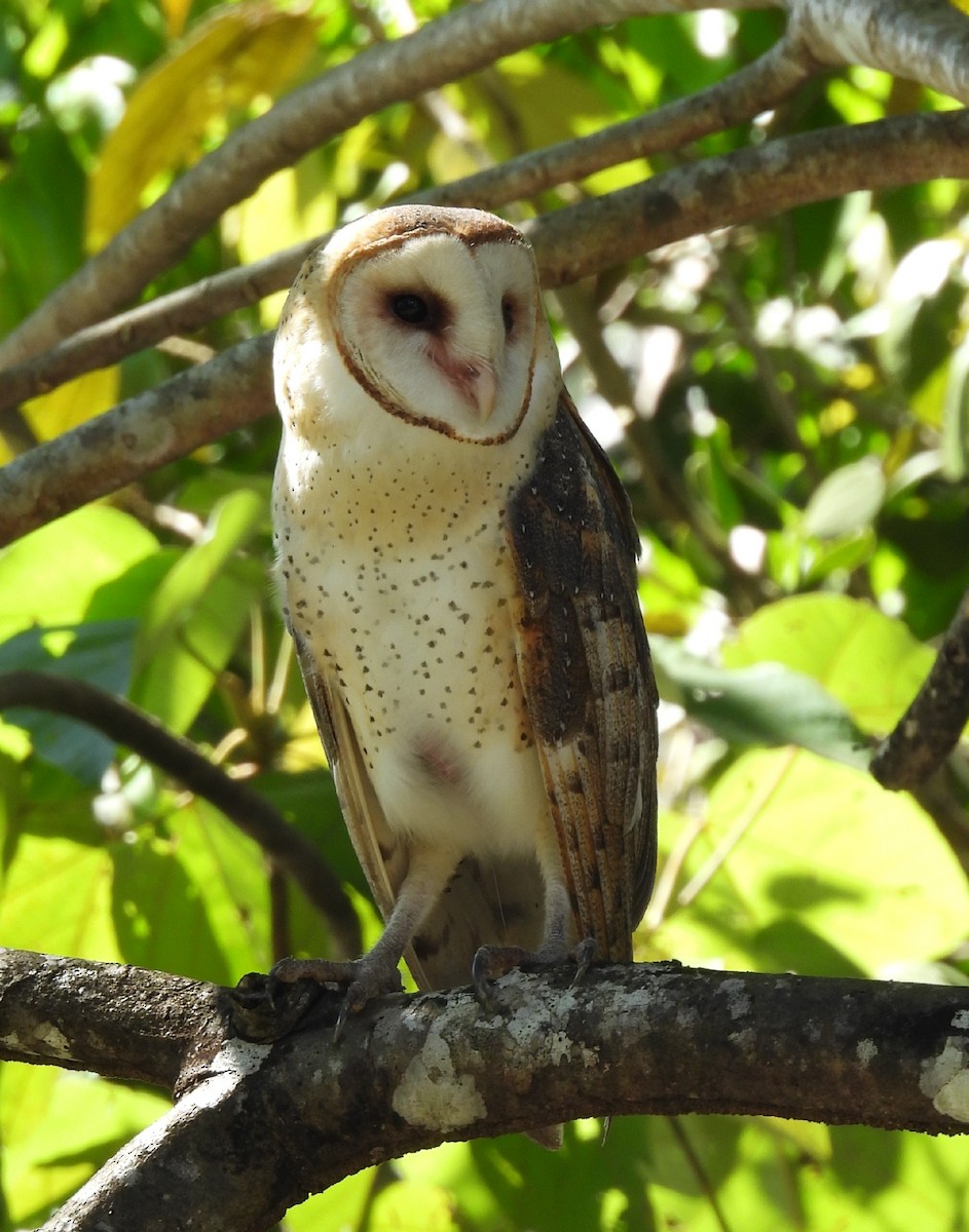 American Barn Owl - ML646668909