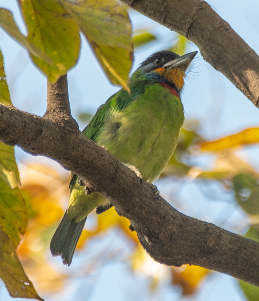 Chinese Barbet - ML646668911