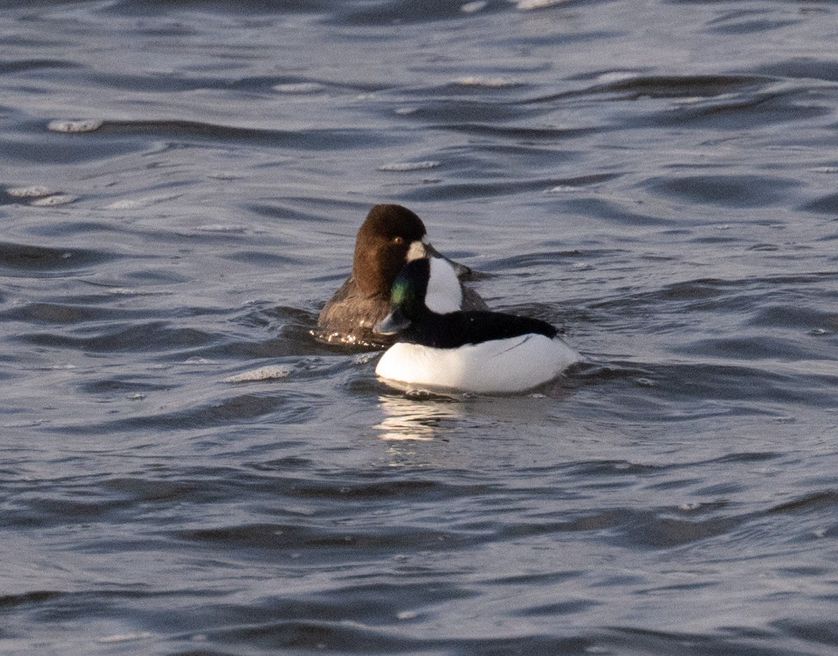 Bufflehead - ML646668912