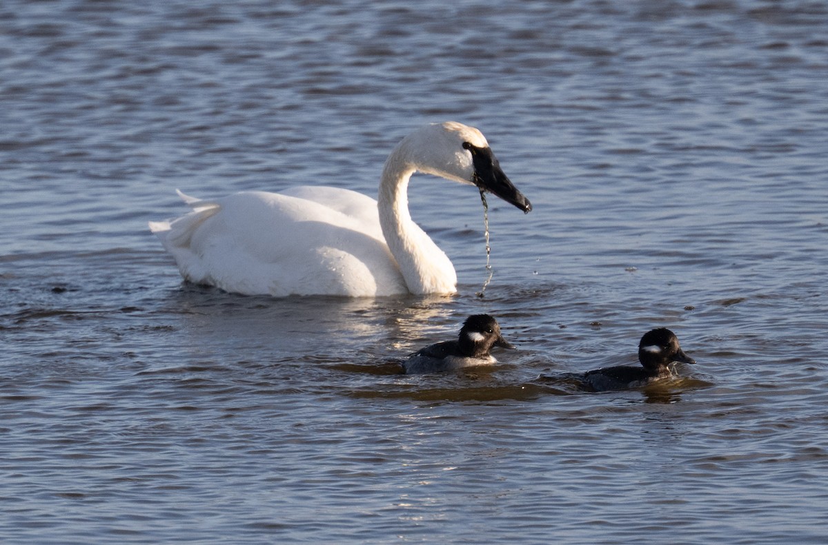 Bufflehead - ML646668913
