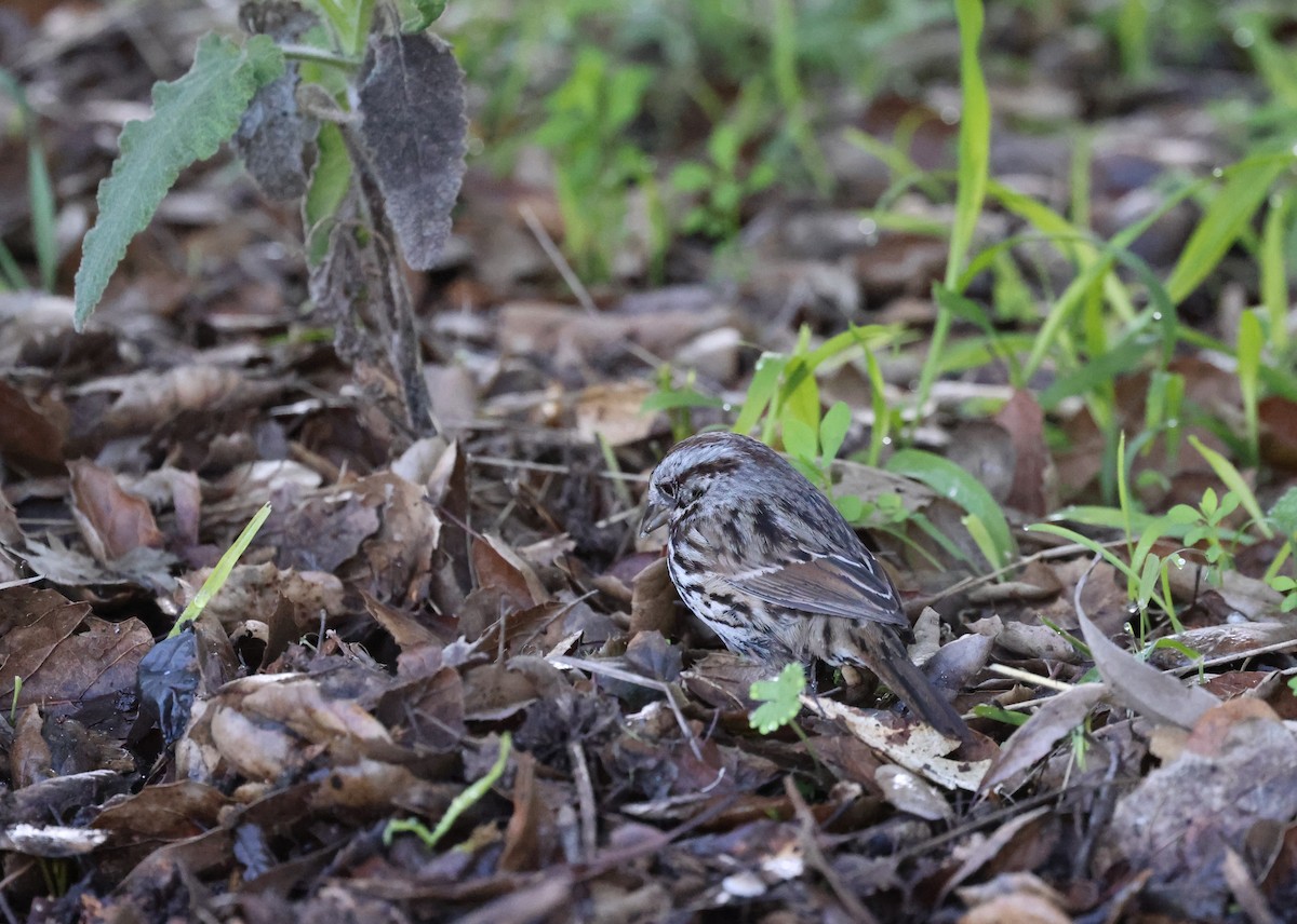 Song Sparrow - ML646668914
