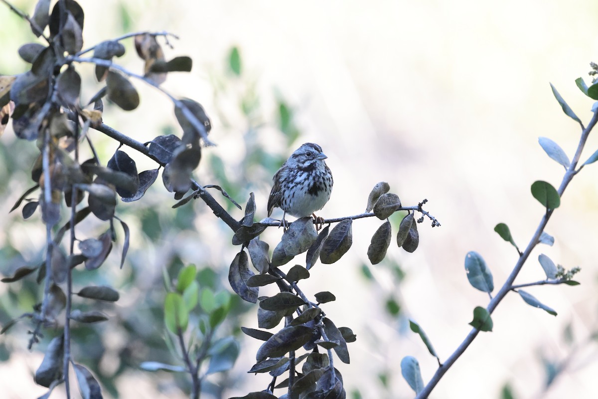 Song Sparrow - ML646668915