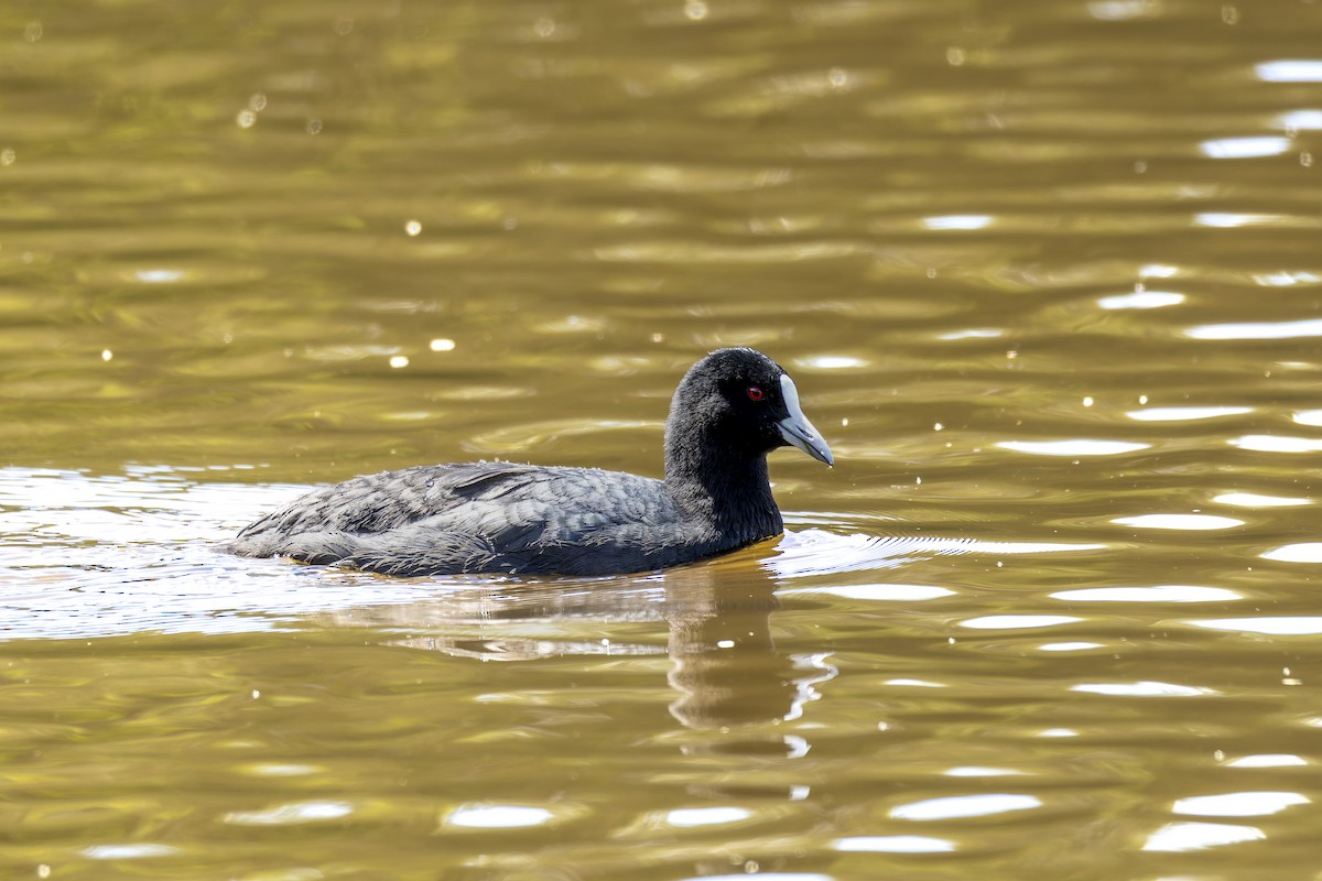 Eurasian Coot - ML646668916