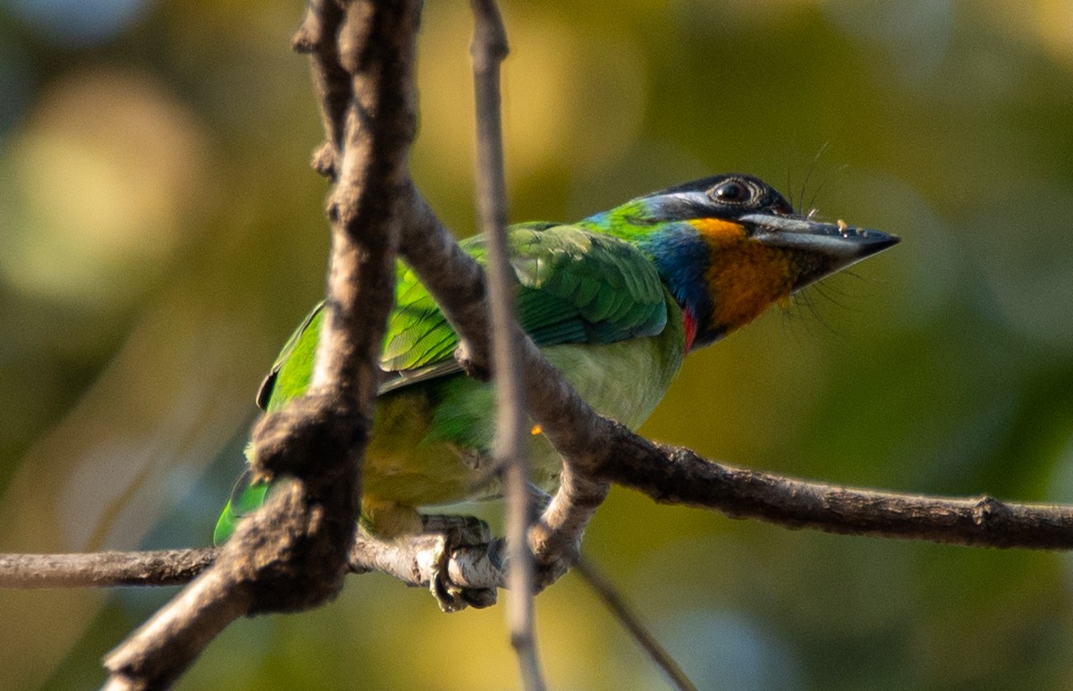 Chinese Barbet - ML646668917