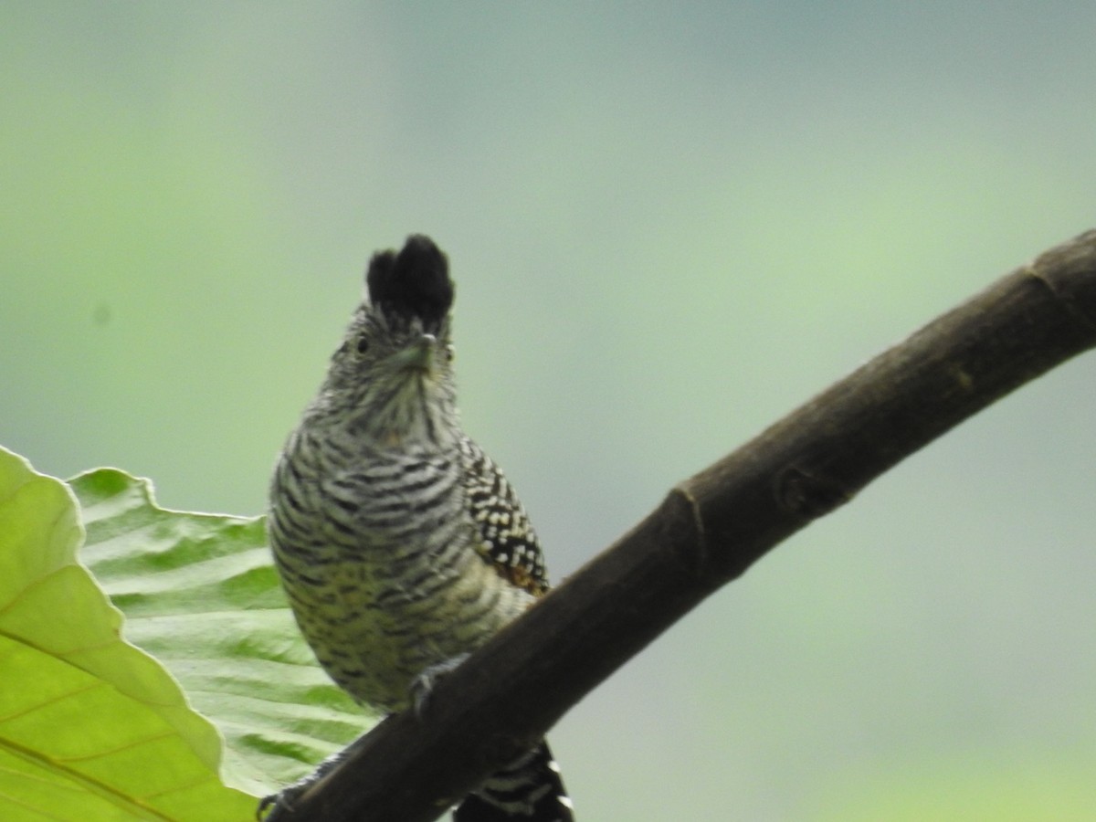 båndmaurvarsler - ML646668918