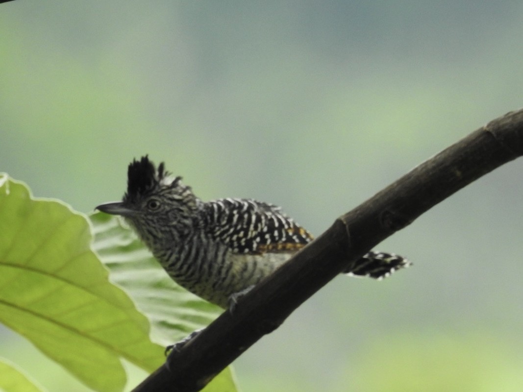 Barred Antshrike - ML646668919
