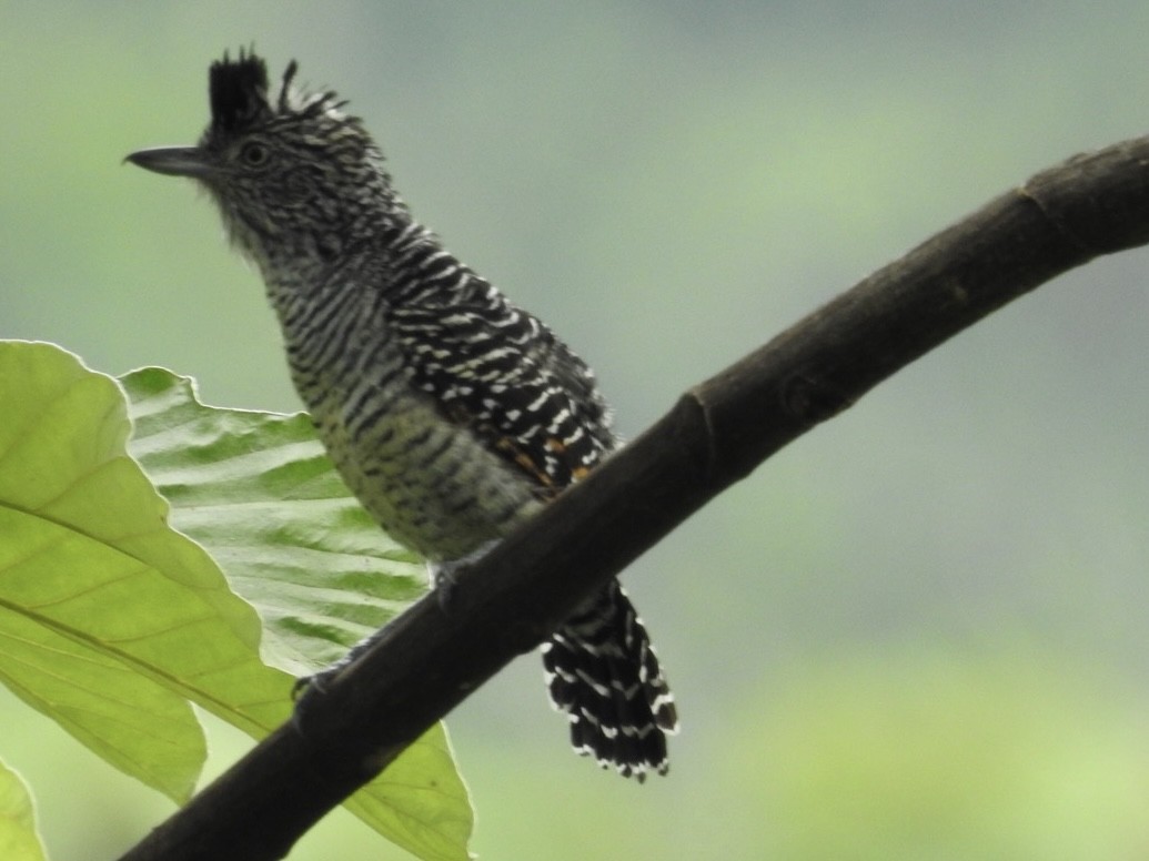 båndmaurvarsler - ML646668920