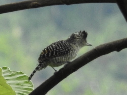 Barred Antshrike - ML646668921