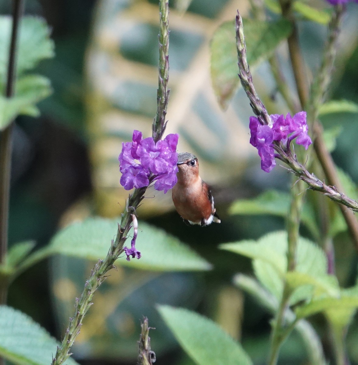 signalstjertkolibri - ML646668923