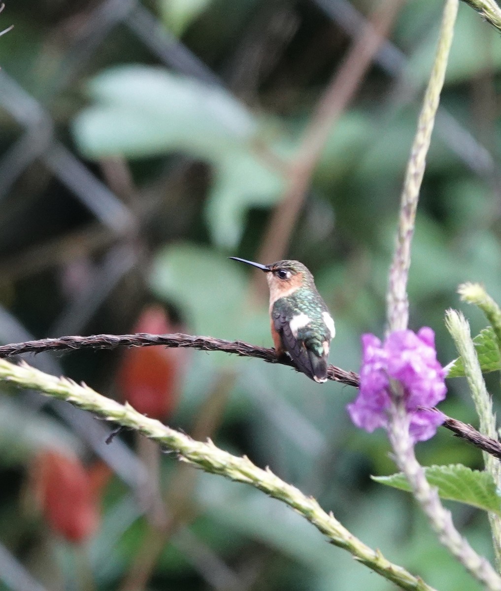 signalstjertkolibri - ML646668924