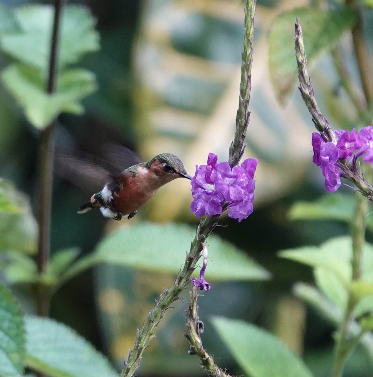 signalstjertkolibri - ML646668925