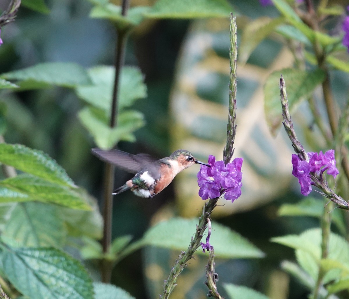 signalstjertkolibri - ML646668926