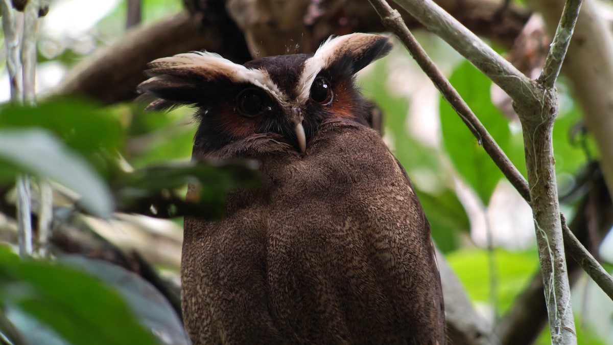 Búho Corniblanco - ML646668927