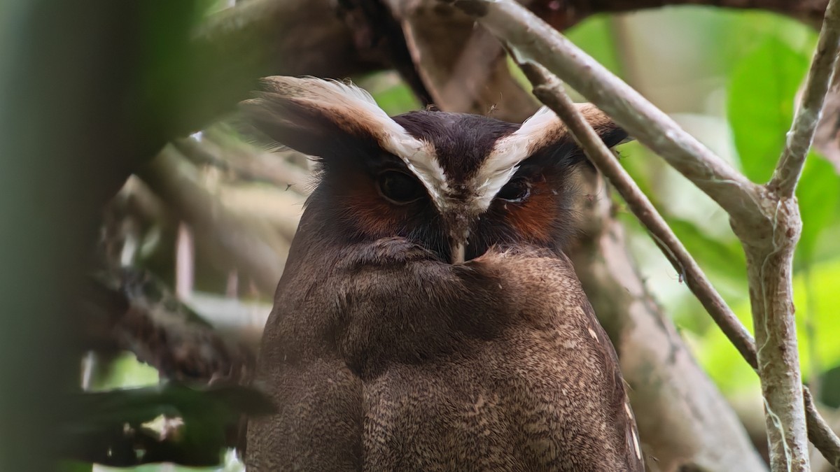 Búho Corniblanco - ML646668928