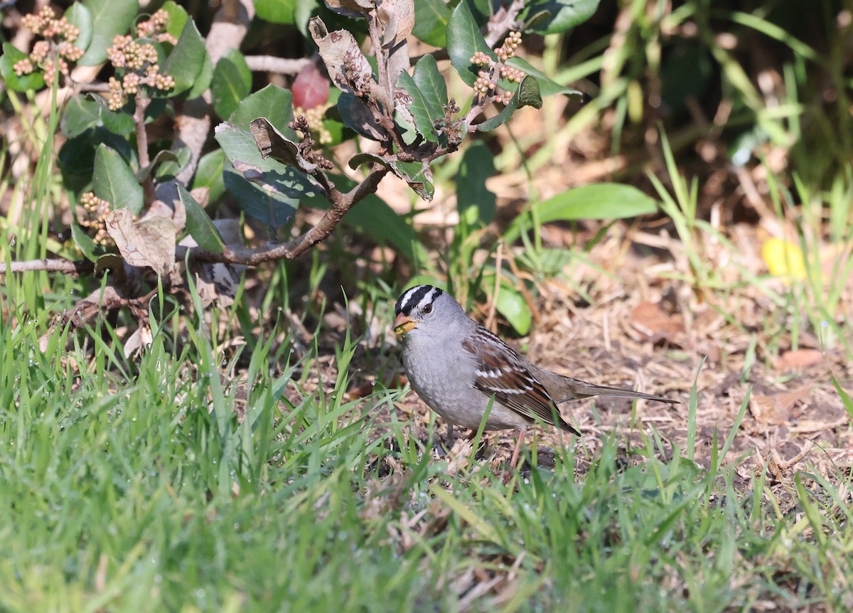 White-crowned Sparrow - ML646668932