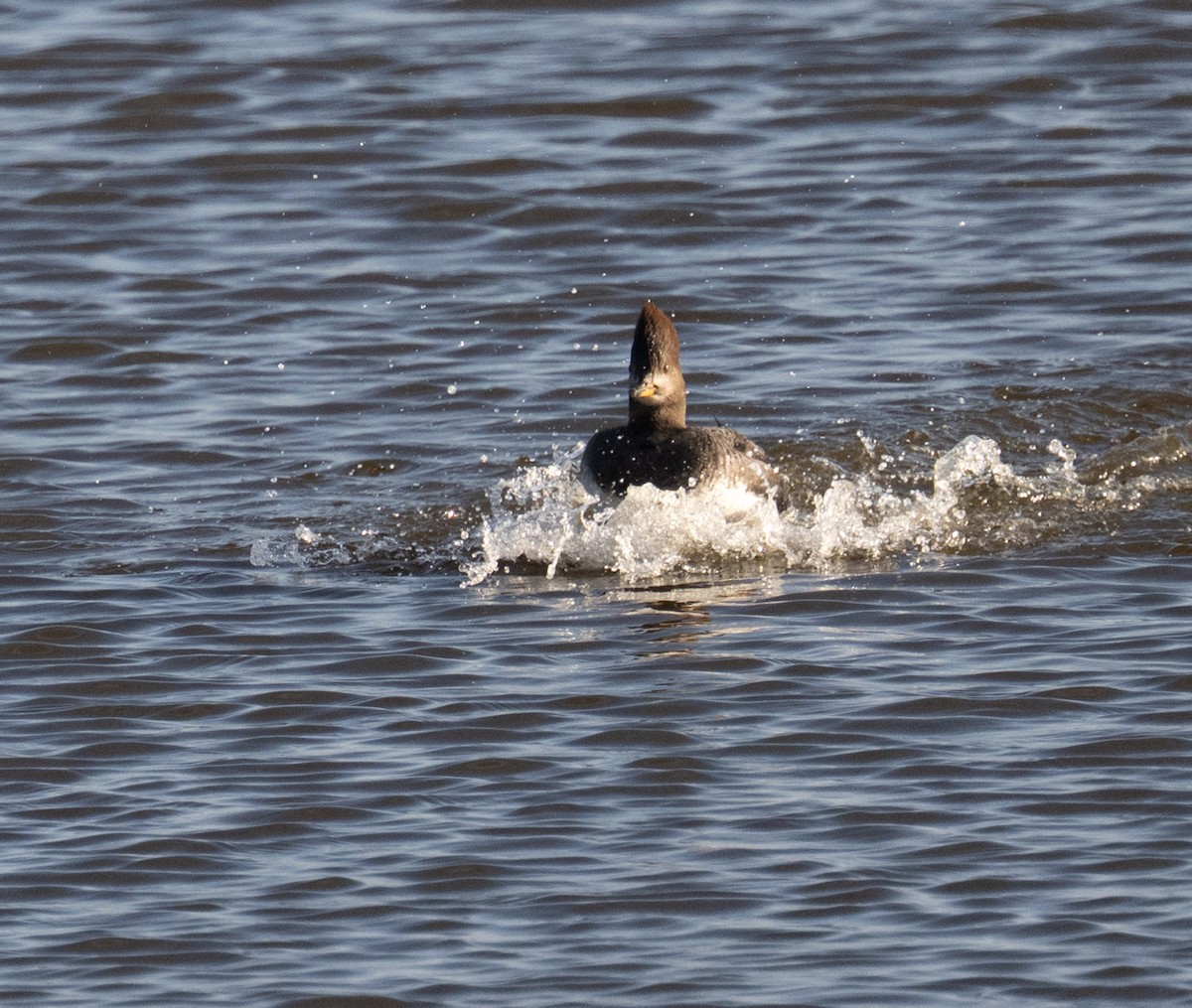 Hooded Merganser - ML646668933
