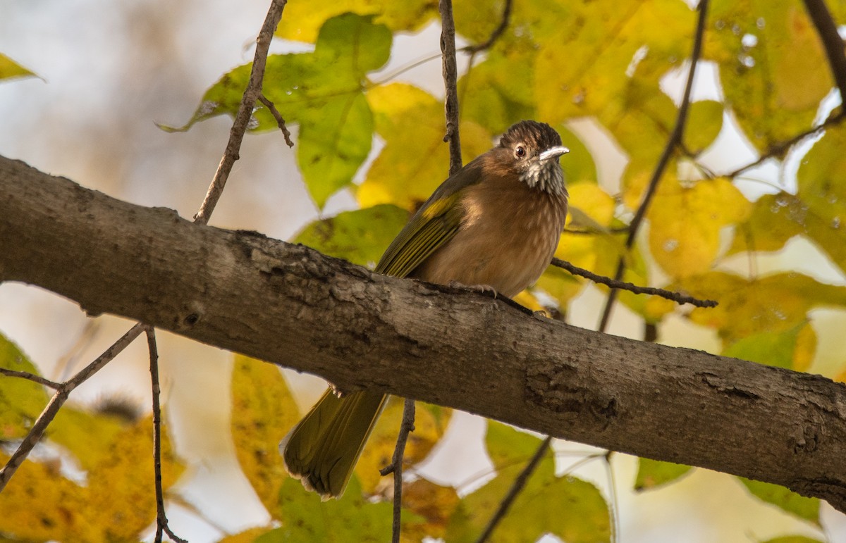 Mountain Bulbul - ML646668935