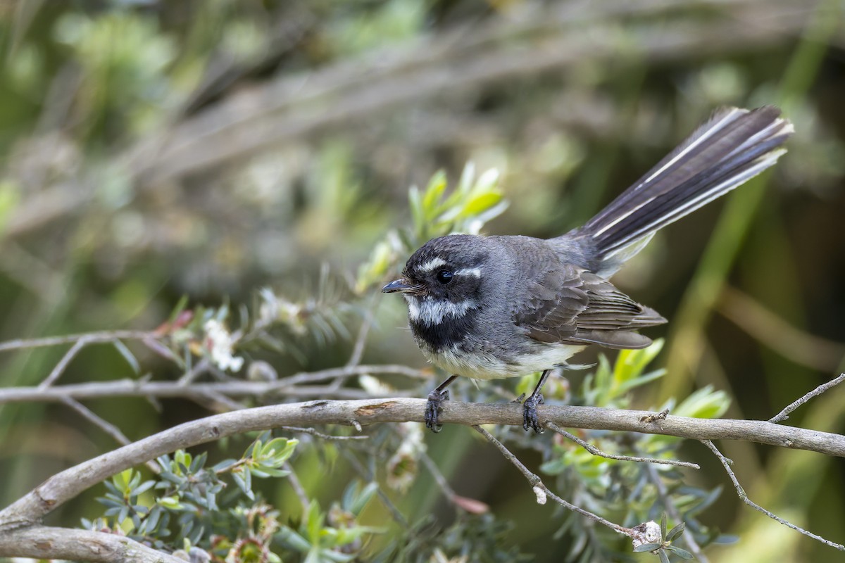Gray Fantail - ML646668937