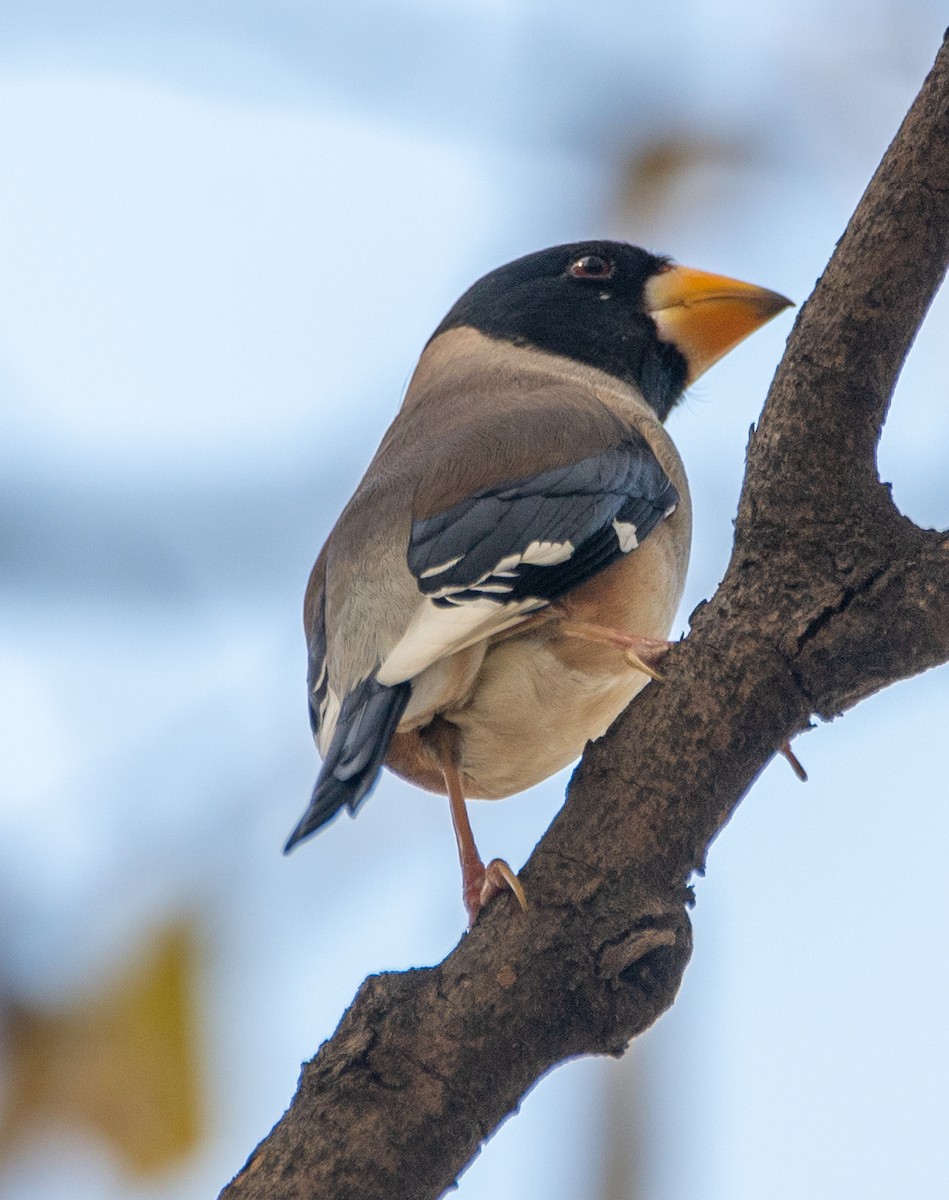 Yellow-billed Grosbeak - ML646668938
