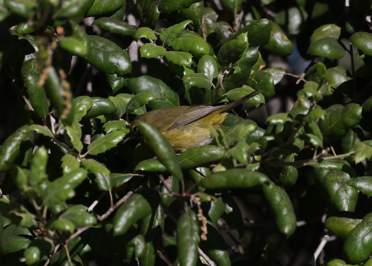 Reinita Coroninaranja - ML646668943