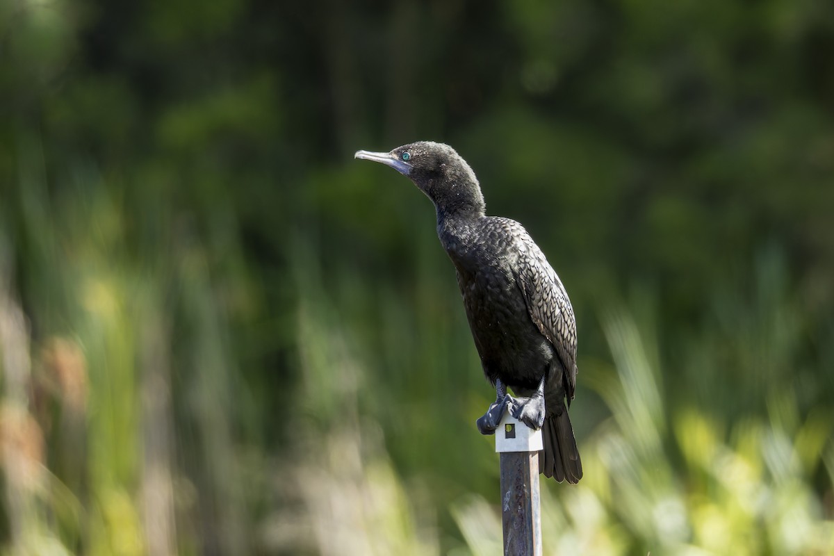 Little Black Cormorant - ML646668962