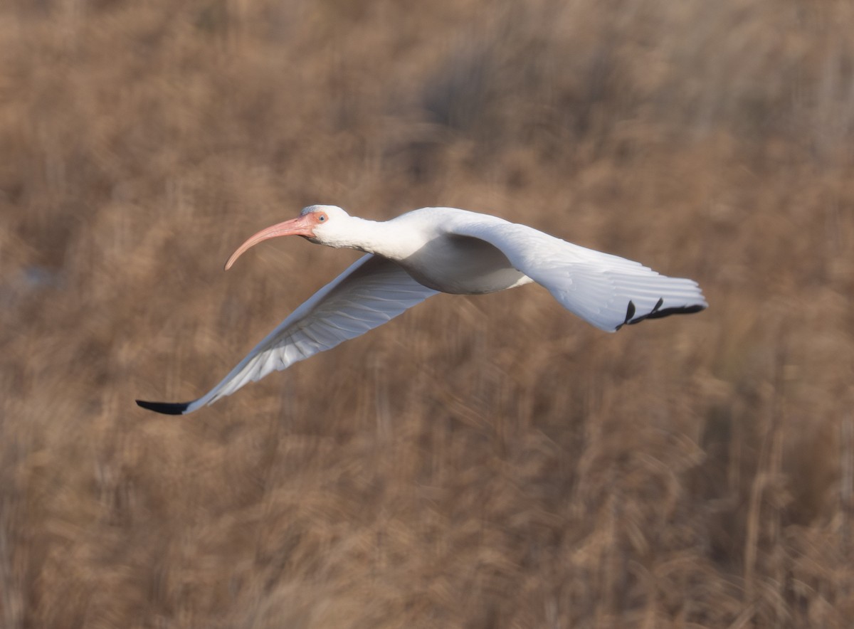 White Ibis - ML646668963