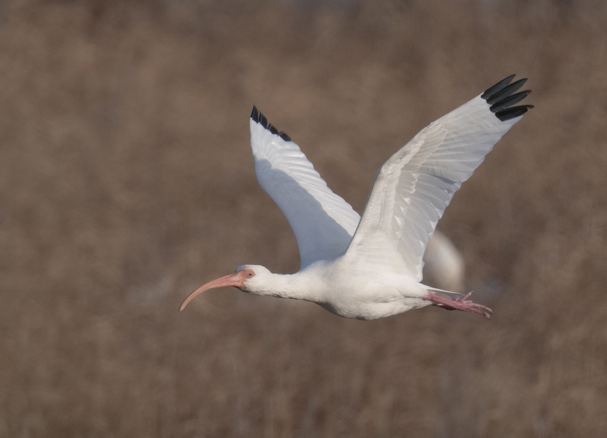 White Ibis - ML646668964