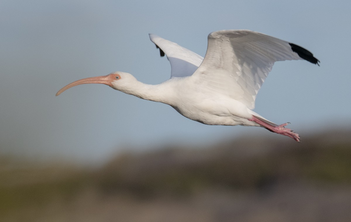 White Ibis - ML646668965