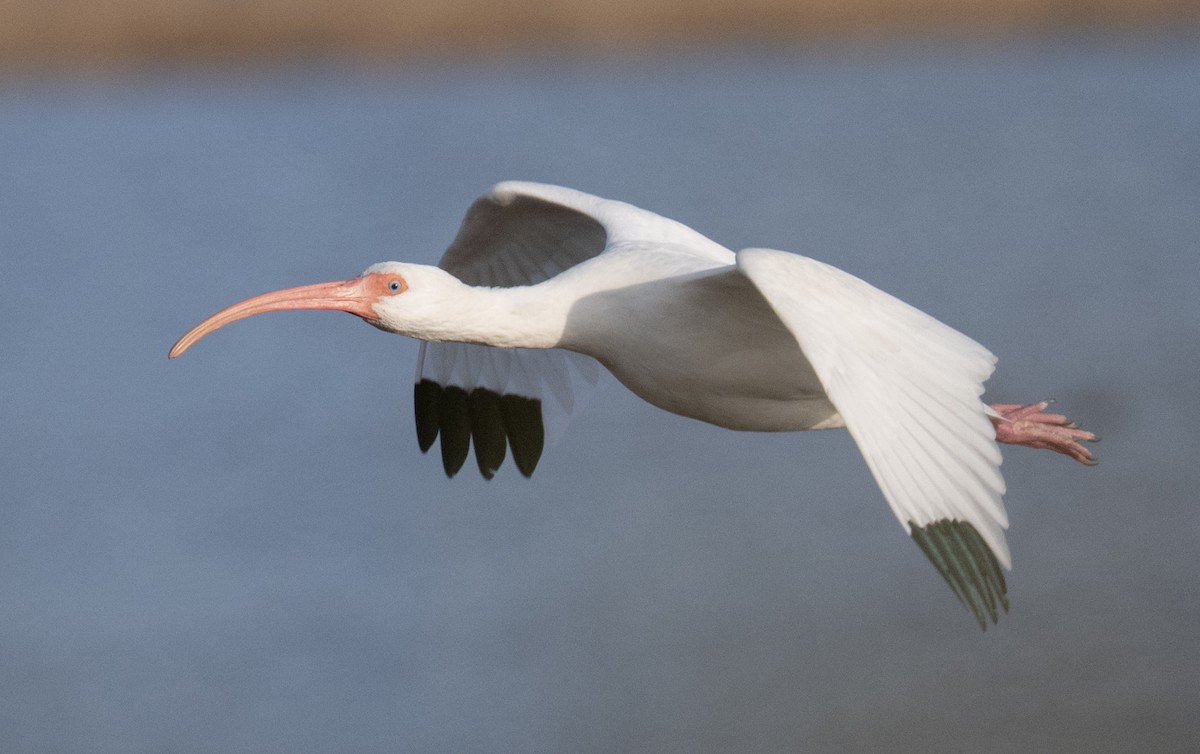 White Ibis - ML646668966
