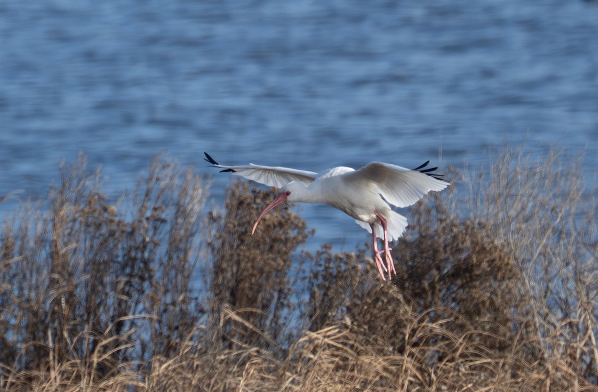 White Ibis - ML646668967