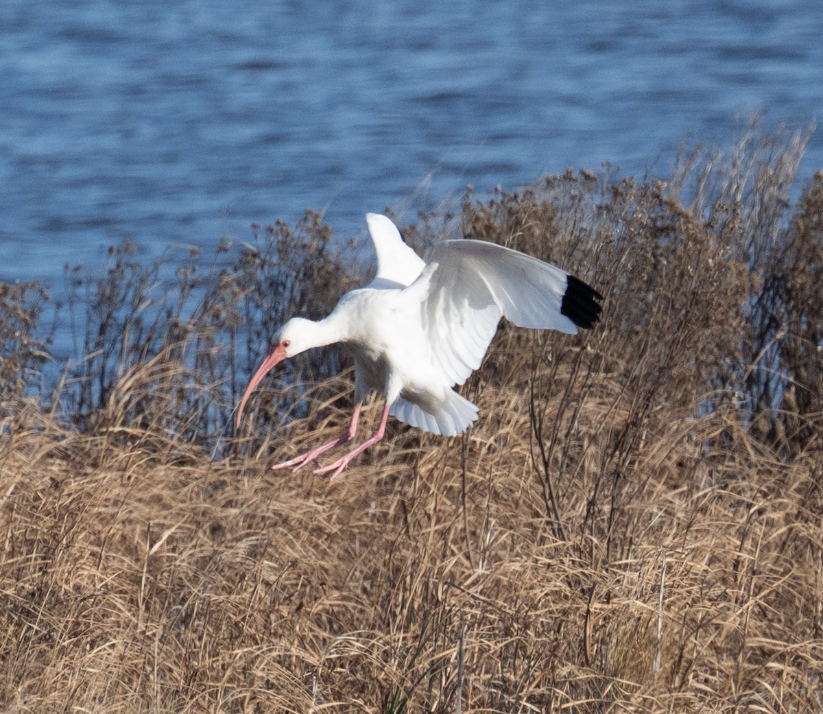 White Ibis - ML646668968