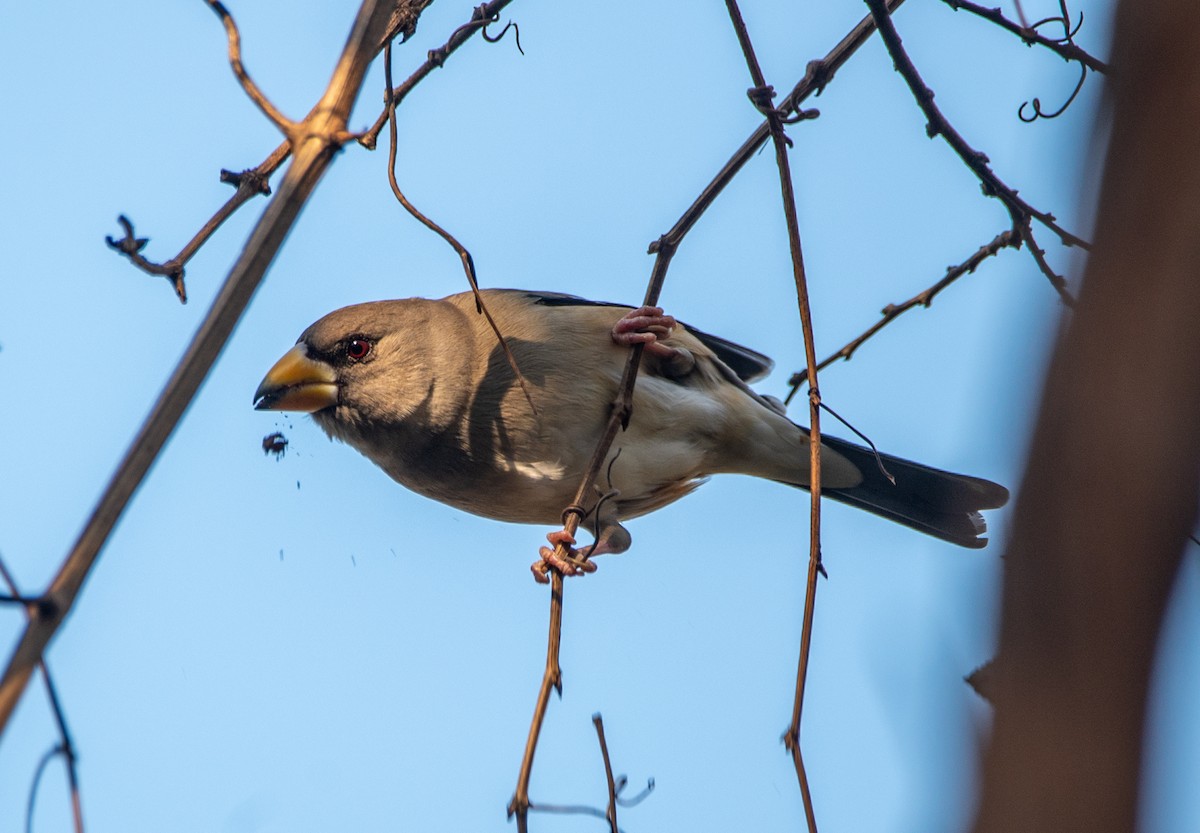 Yellow-billed Grosbeak - ML646668969