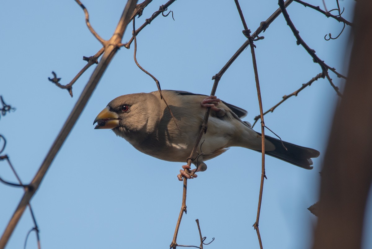 Yellow-billed Grosbeak - ML646668970
